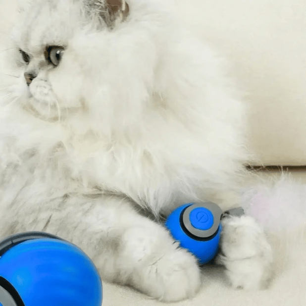 Brivibe™ SPEEDY TAIL 2.0 (Buy 2 Get 1 Free)