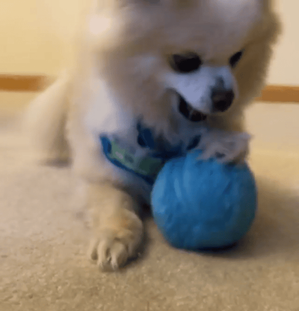 Brivibe™ Active Rolling Ball (4 Colors Included)